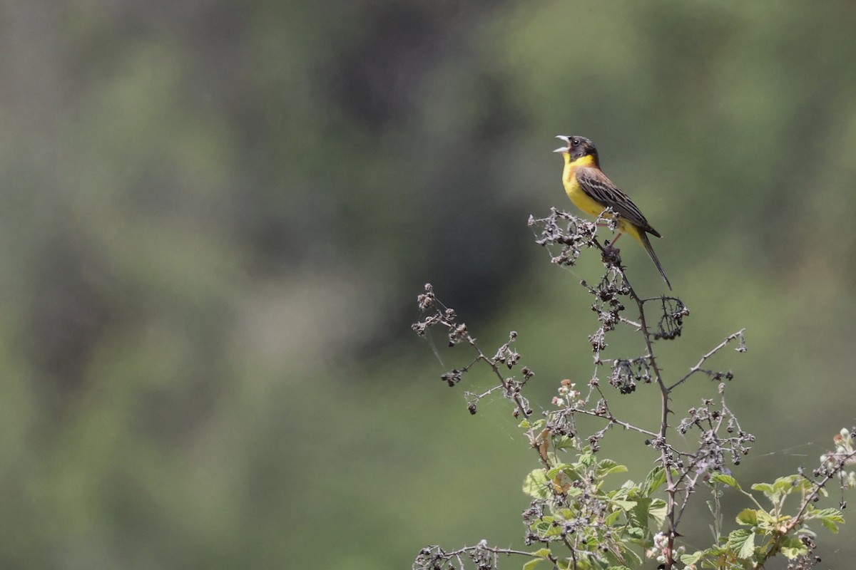 Black-headed Bunting - ML620335032