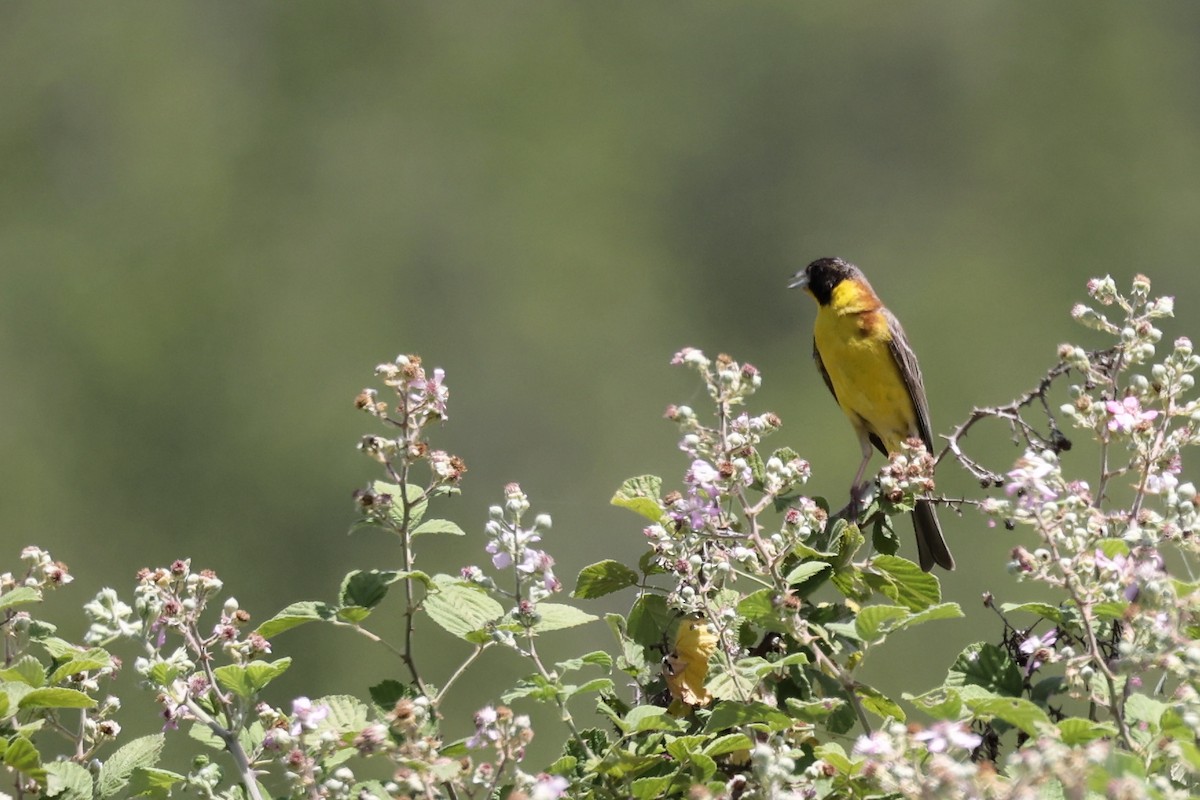 Black-headed Bunting - ML620335033