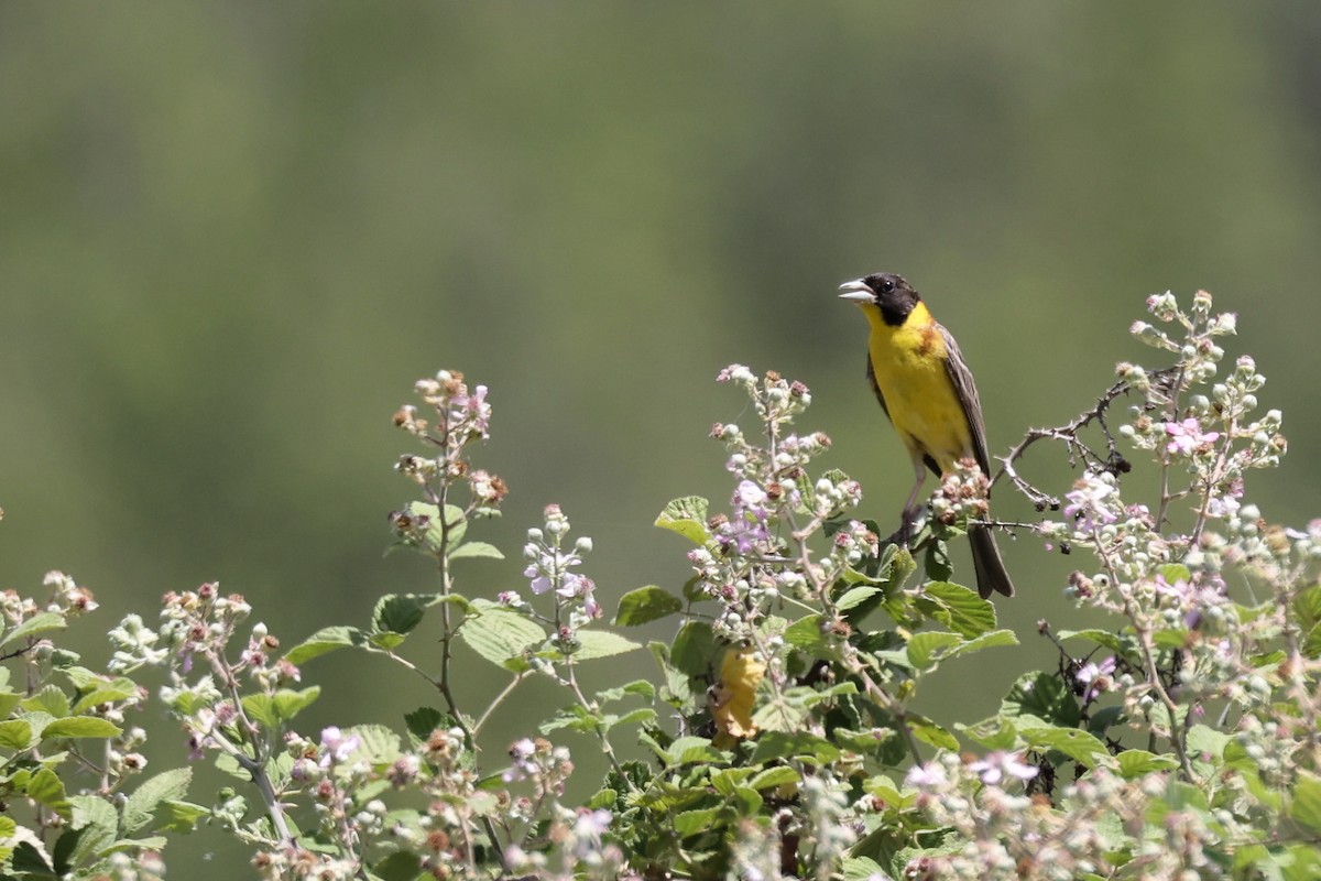 Black-headed Bunting - ML620335034