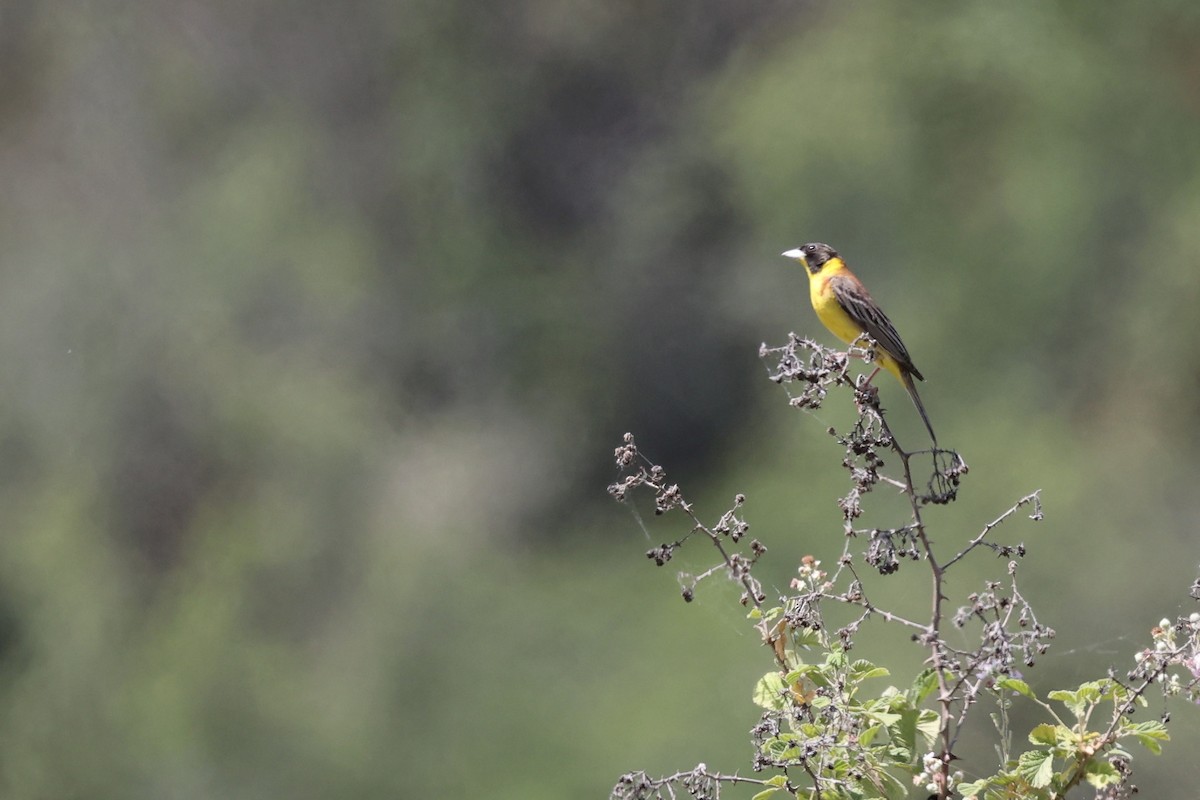 Black-headed Bunting - ML620335035