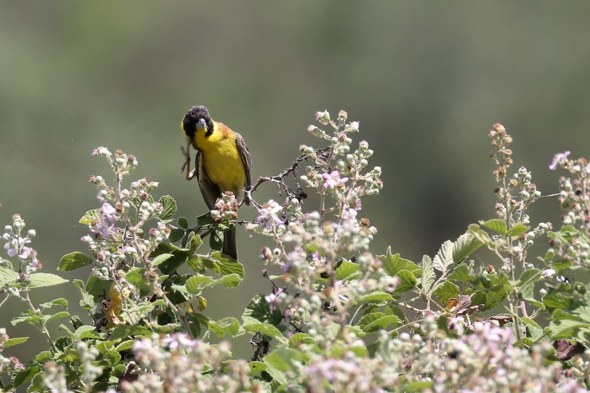 Black-headed Bunting - ML620335038