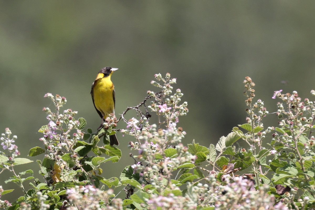 Black-headed Bunting - ML620335039