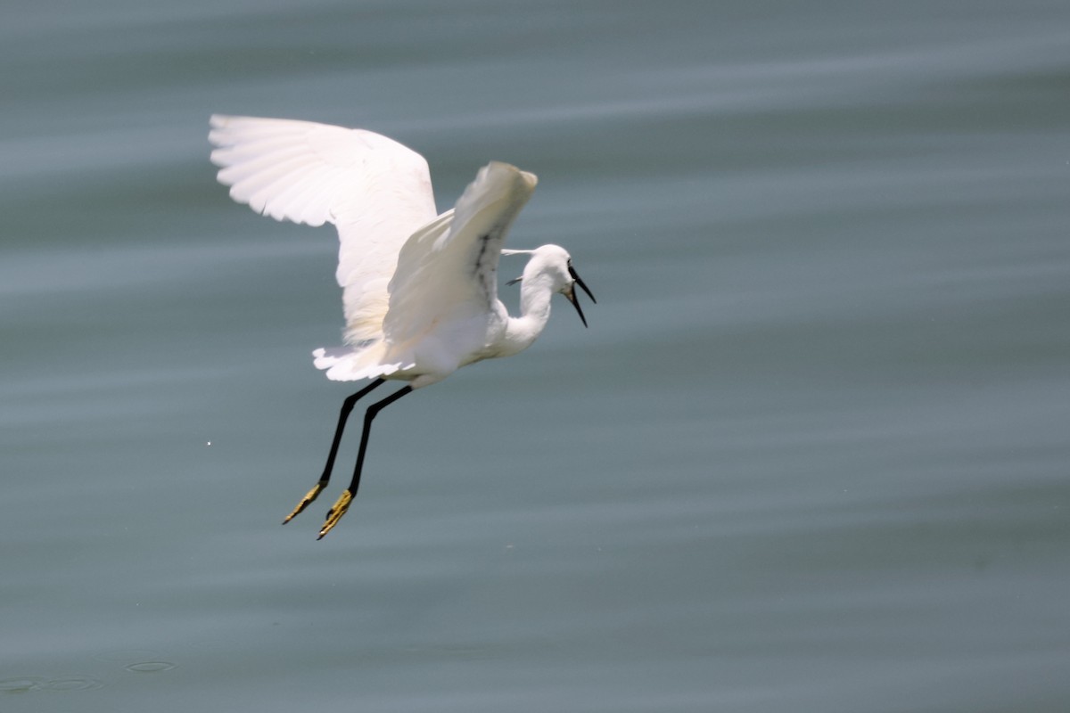 Little Egret - ML620335065