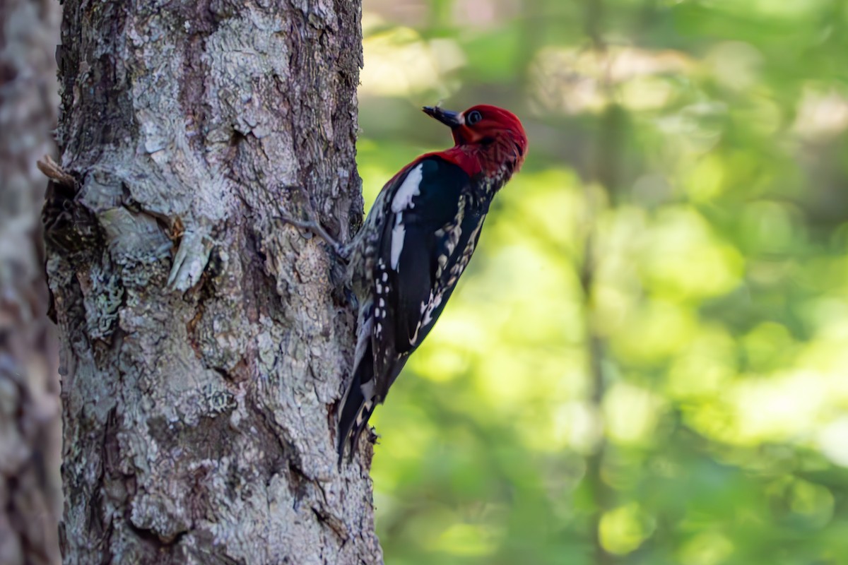 Red-breasted Sapsucker - ML620335071