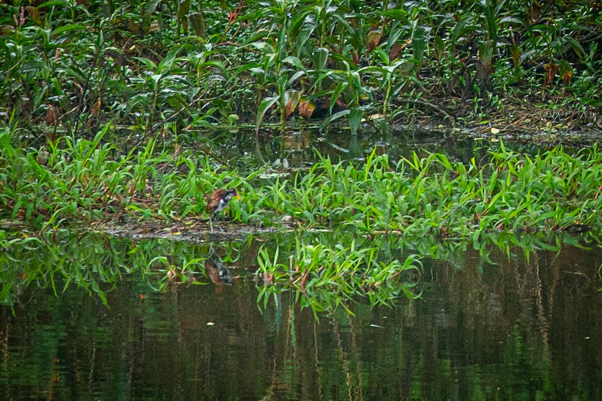 Jacana Suramericana - ML620335101