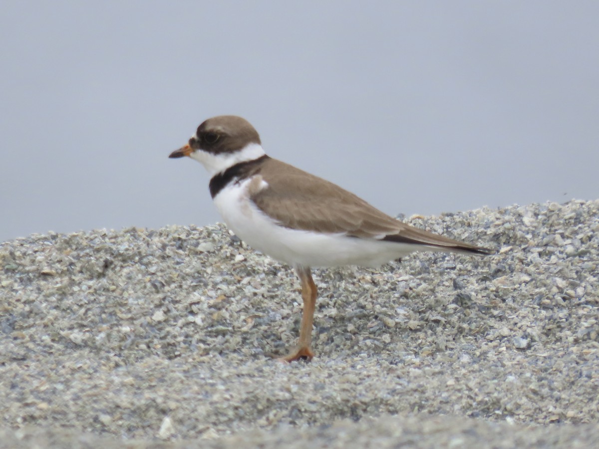 Semipalmated Plover - ML620335102