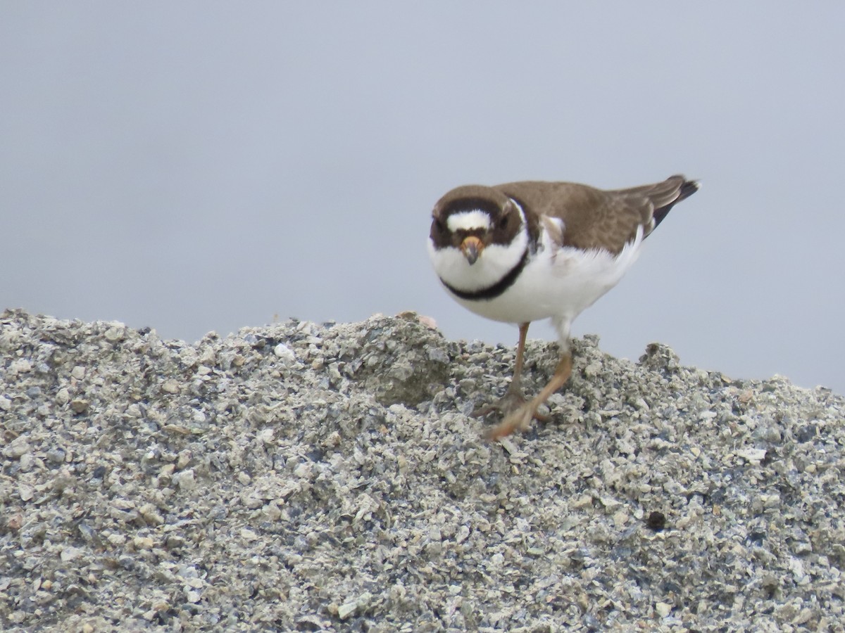 Semipalmated Plover - ML620335103