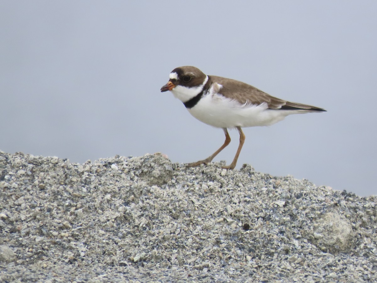 Semipalmated Plover - ML620335104