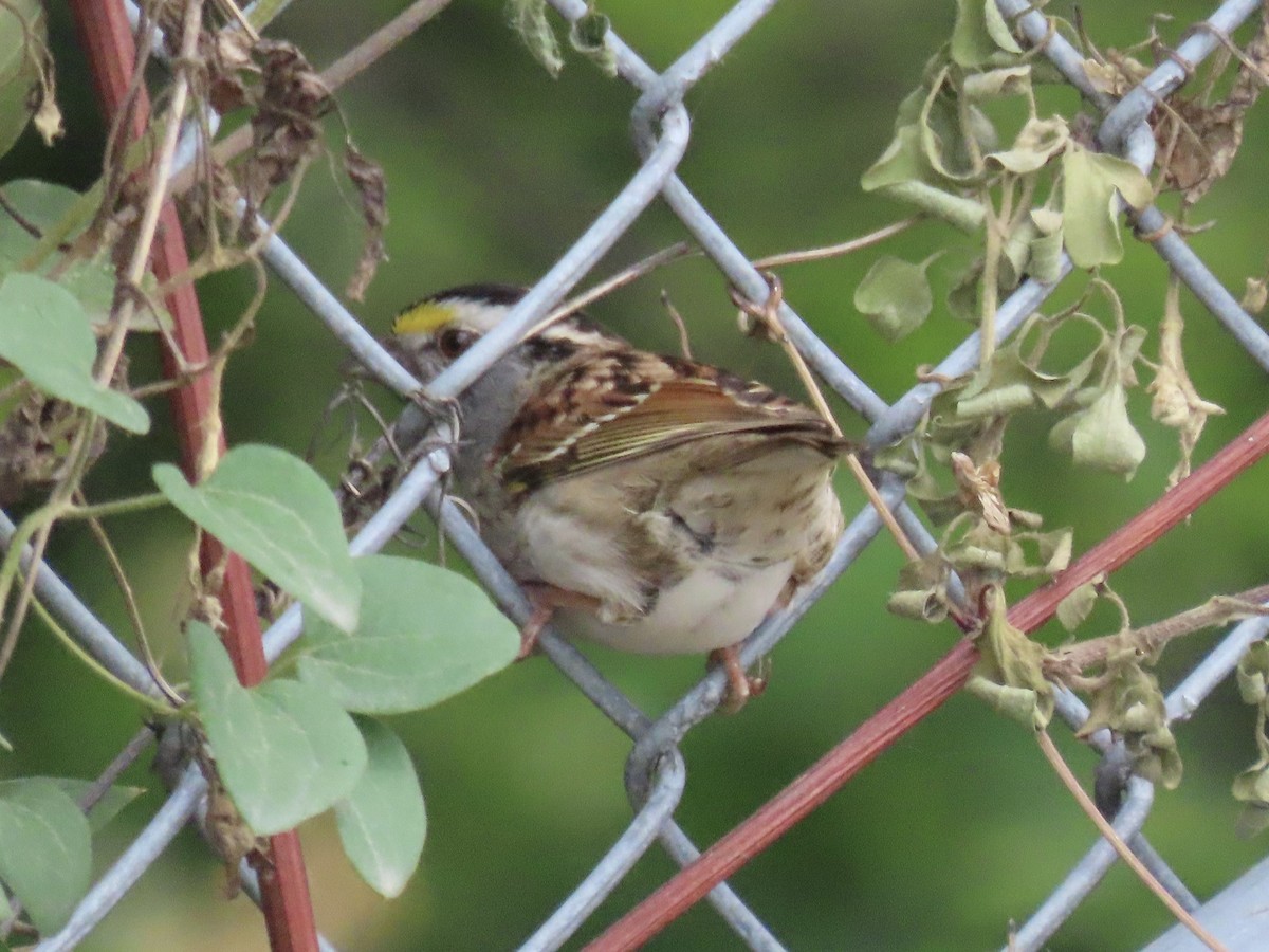 White-throated Sparrow - ML620335121