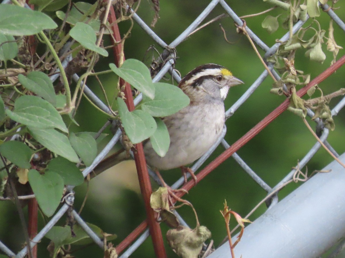 White-throated Sparrow - ML620335122