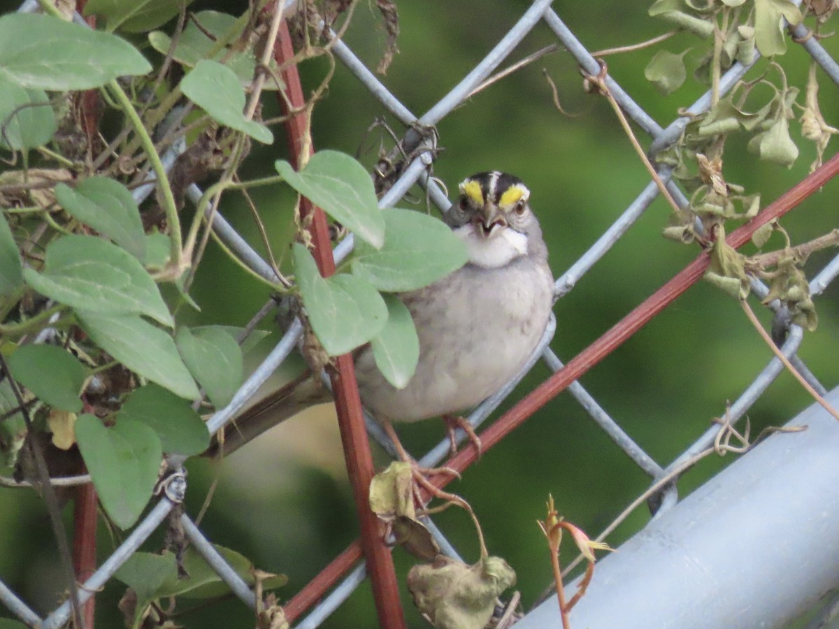 White-throated Sparrow - ML620335123