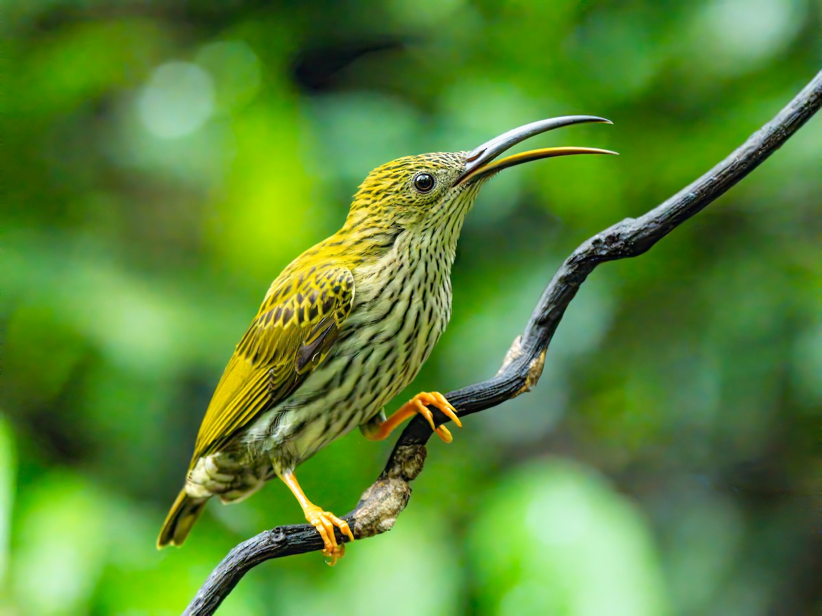 Streaked Spiderhunter - ML620335124