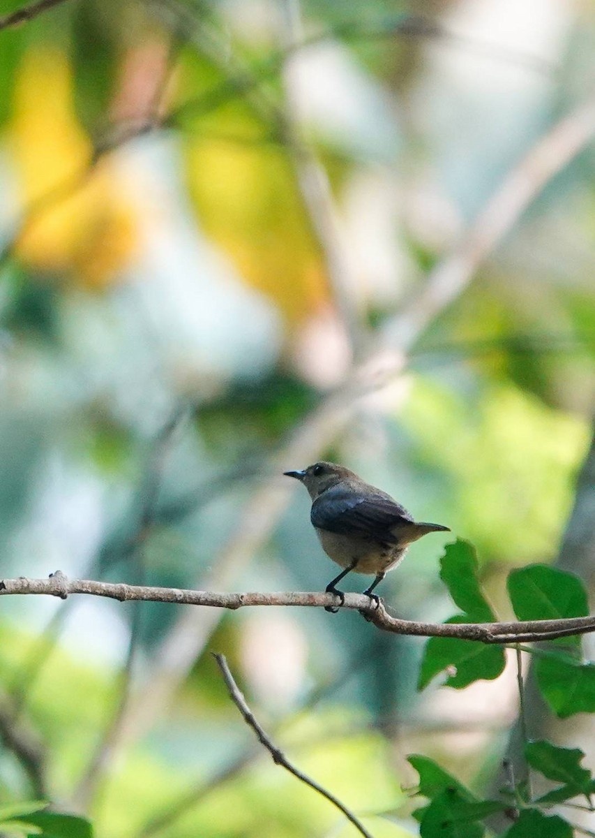 Plain Flowerpecker - ML620335141