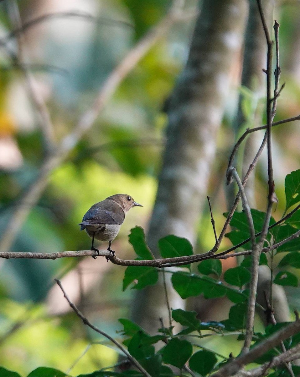 Plain Flowerpecker - ML620335142