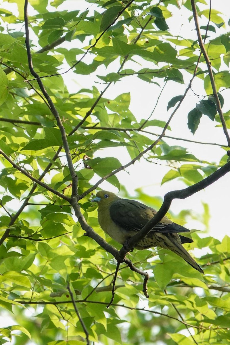 White-bellied Green-Pigeon - ML620335143