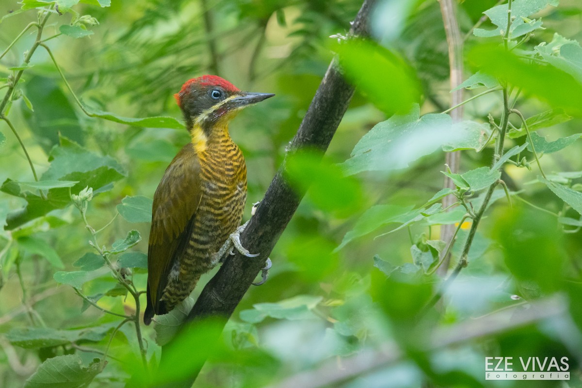 Golden-green Woodpecker - ML620335146