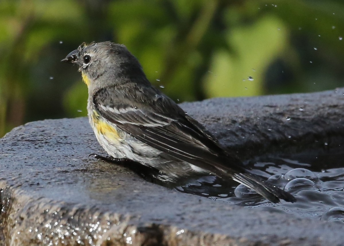 Yellow-rumped Warbler - ML620335172