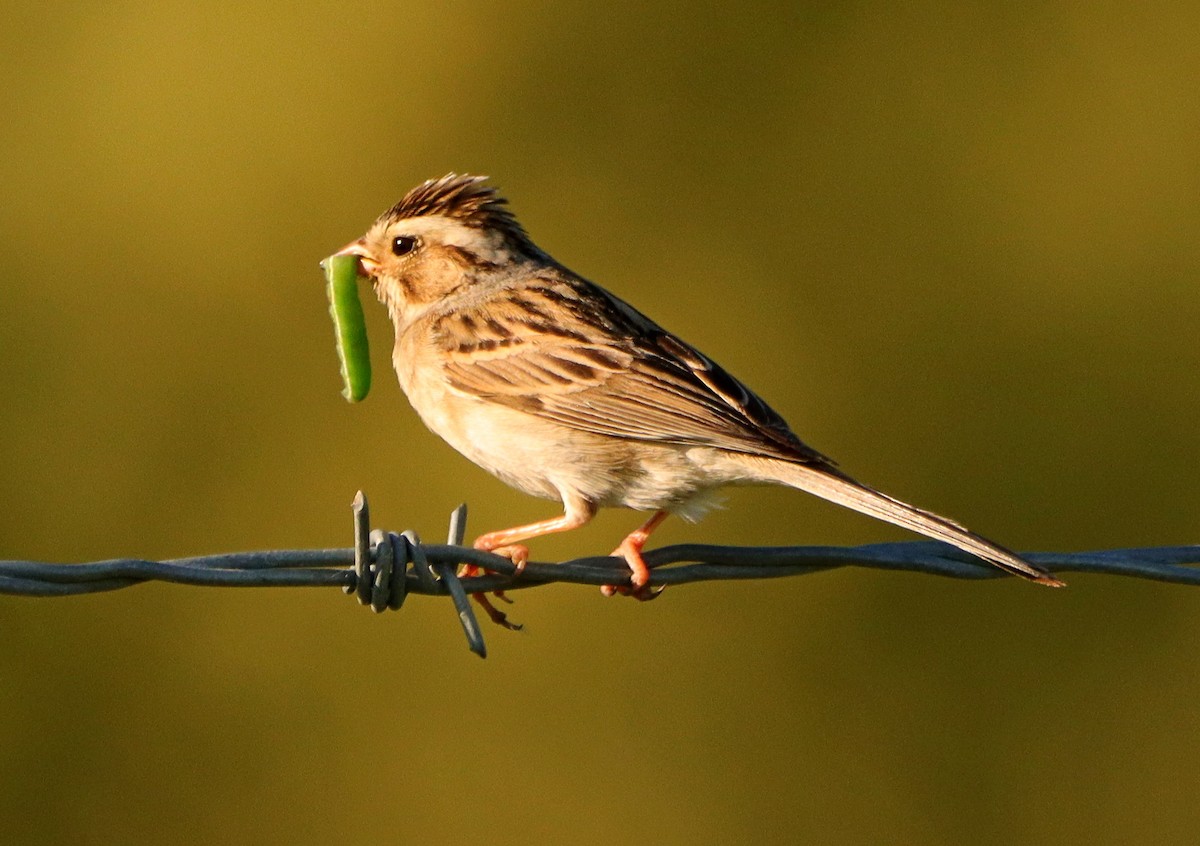 Clay-colored Sparrow - ML620335182