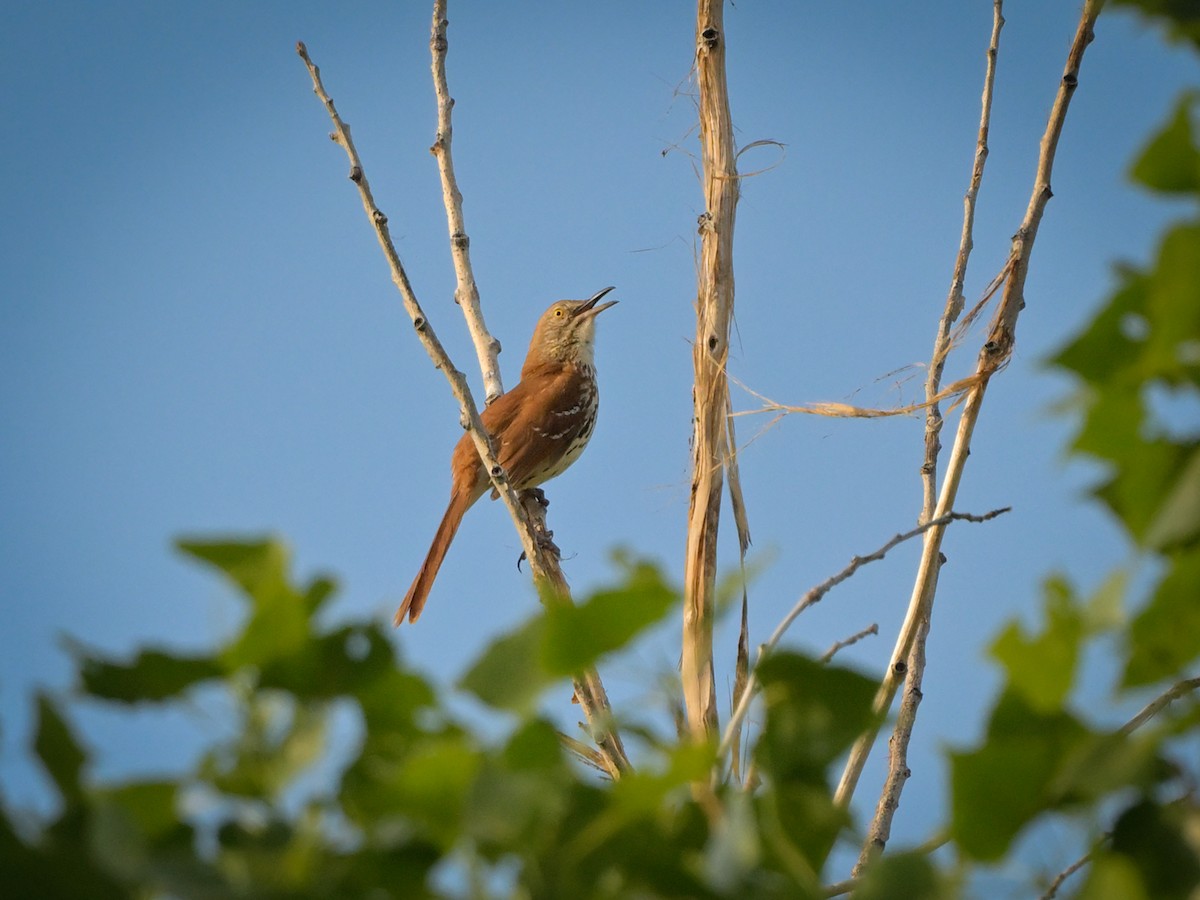 Brown Thrasher - ML620335190