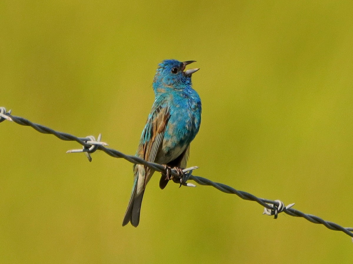 Indigo Bunting - ML620335203