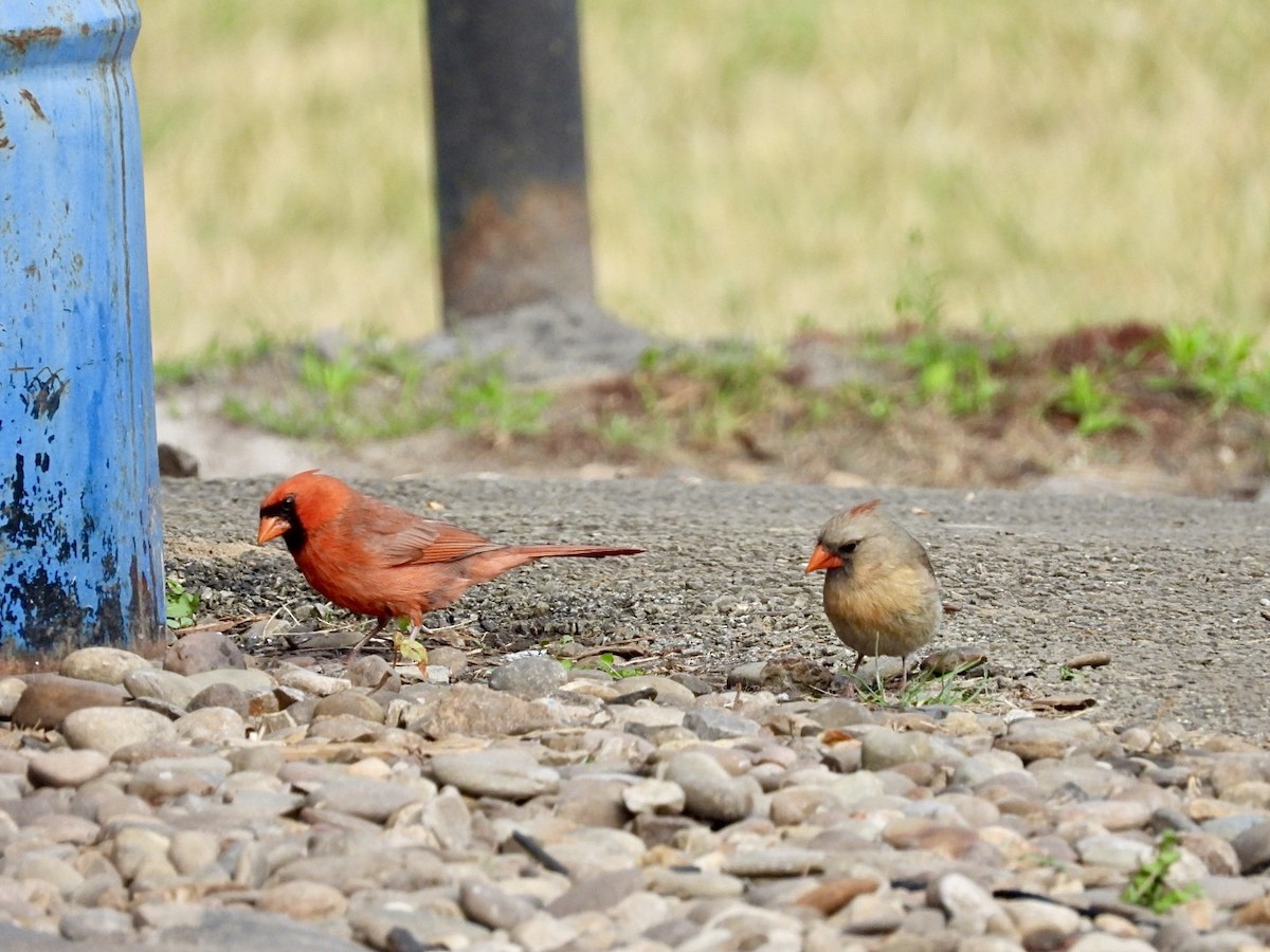 Northern Cardinal - ML620335206