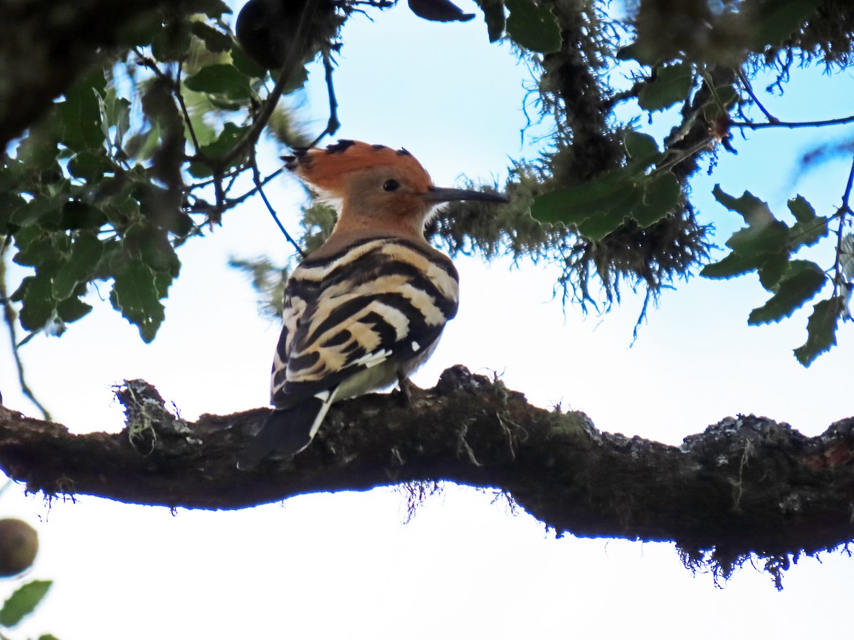 Eurasian Hoopoe - ML620335207