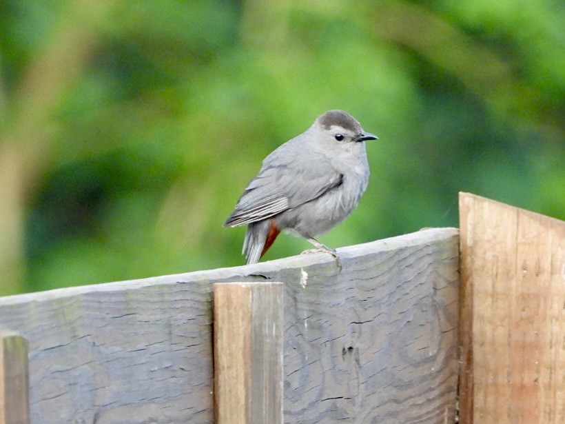 Gray Catbird - ML620335210