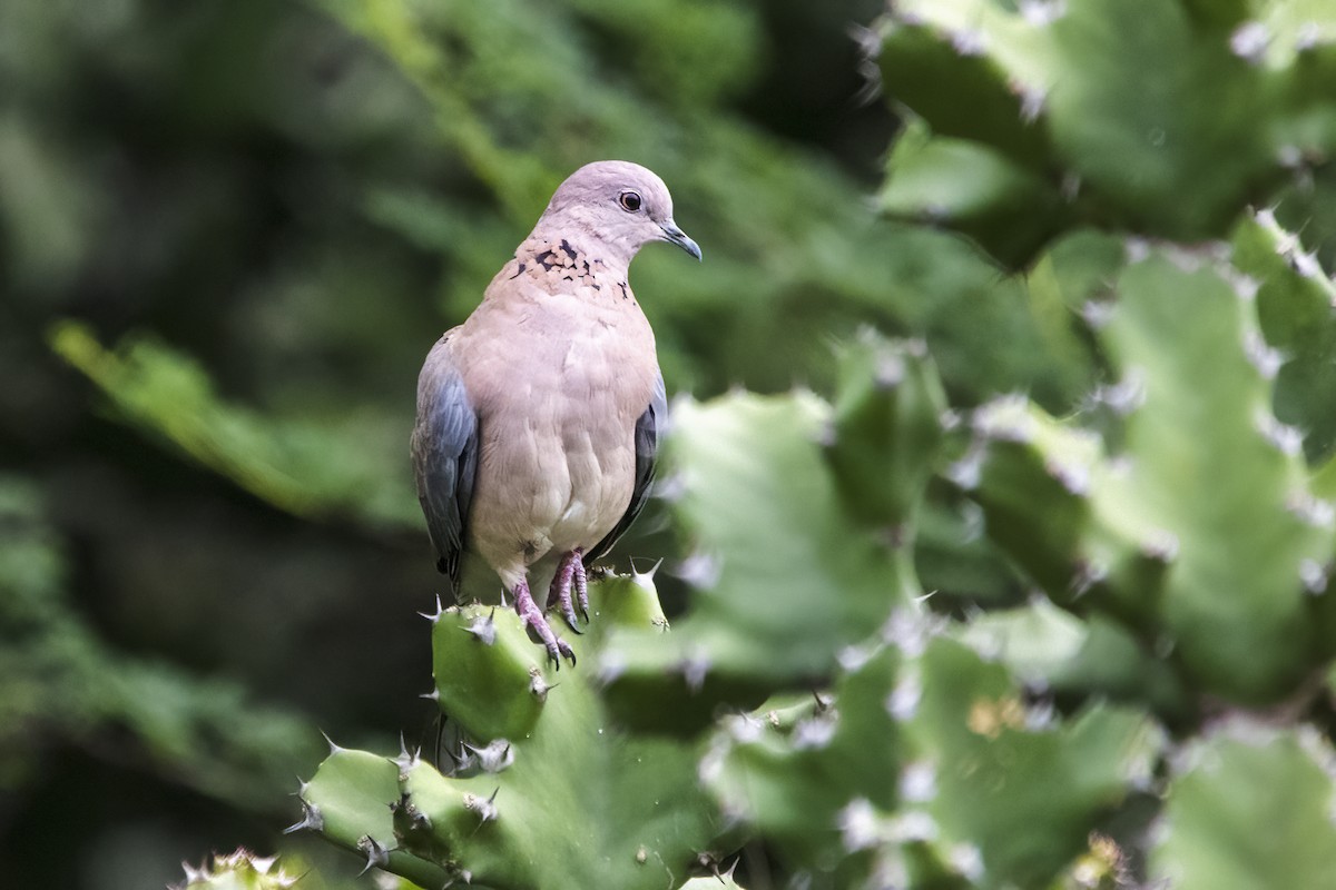Laughing Dove - ML620335217