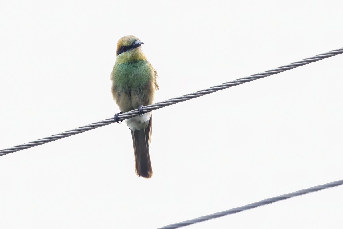 Asian Green Bee-eater - ML620335219