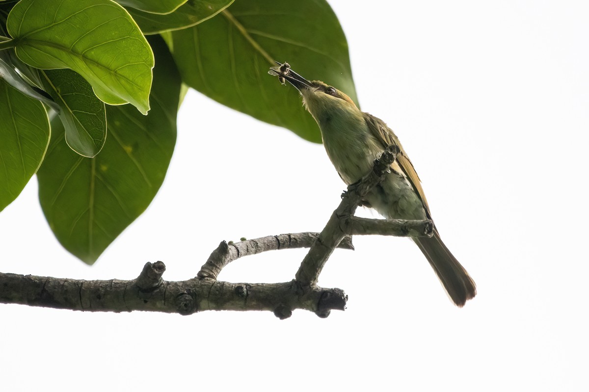 Asian Green Bee-eater - ML620335220