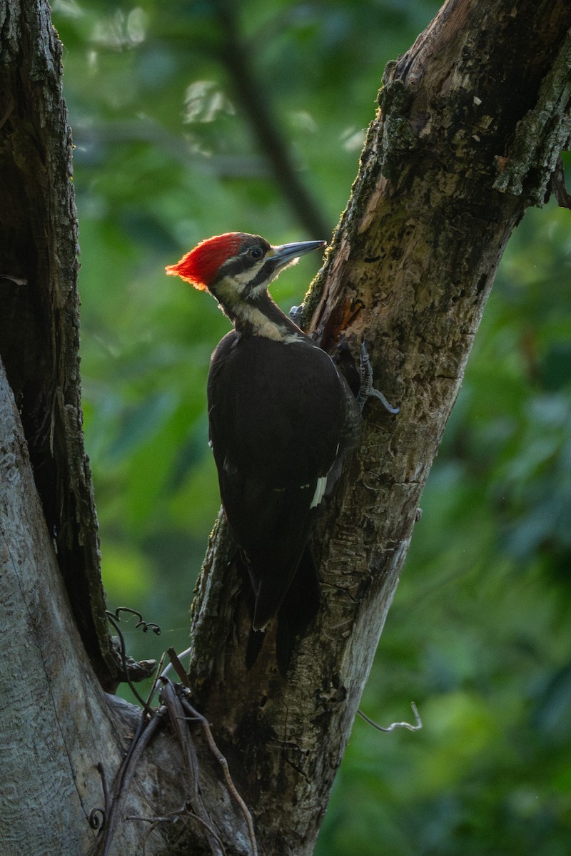 Pileated Woodpecker - ML620335238