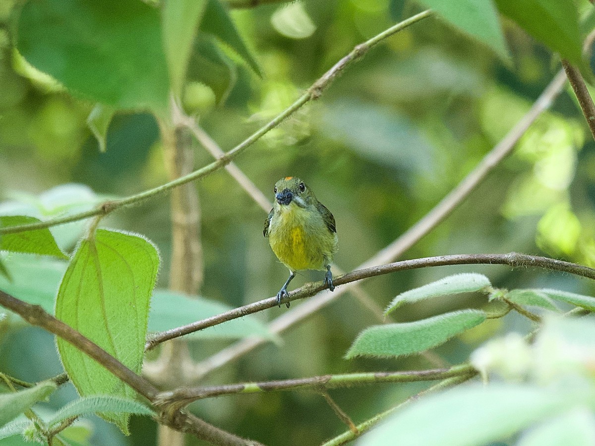 Crimson-breasted Flowerpecker - ML620335248