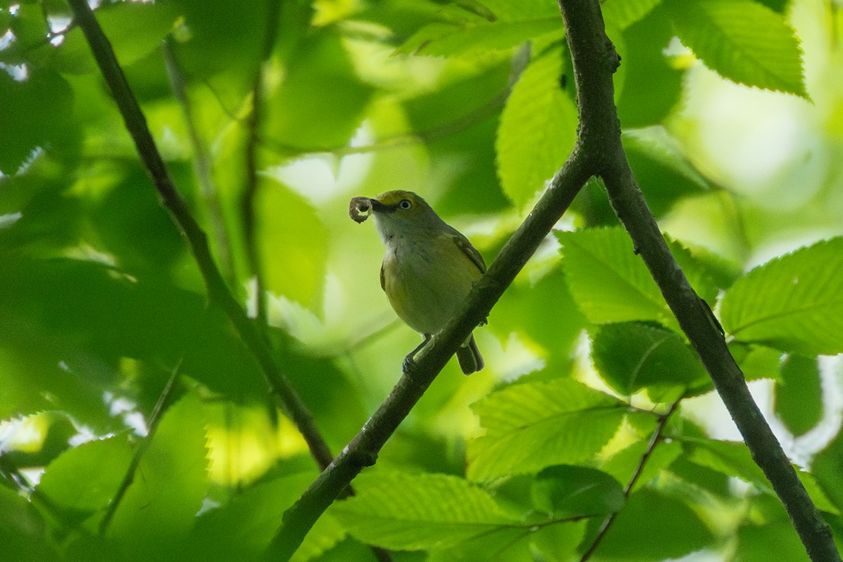 hvitøyevireo - ML620335258