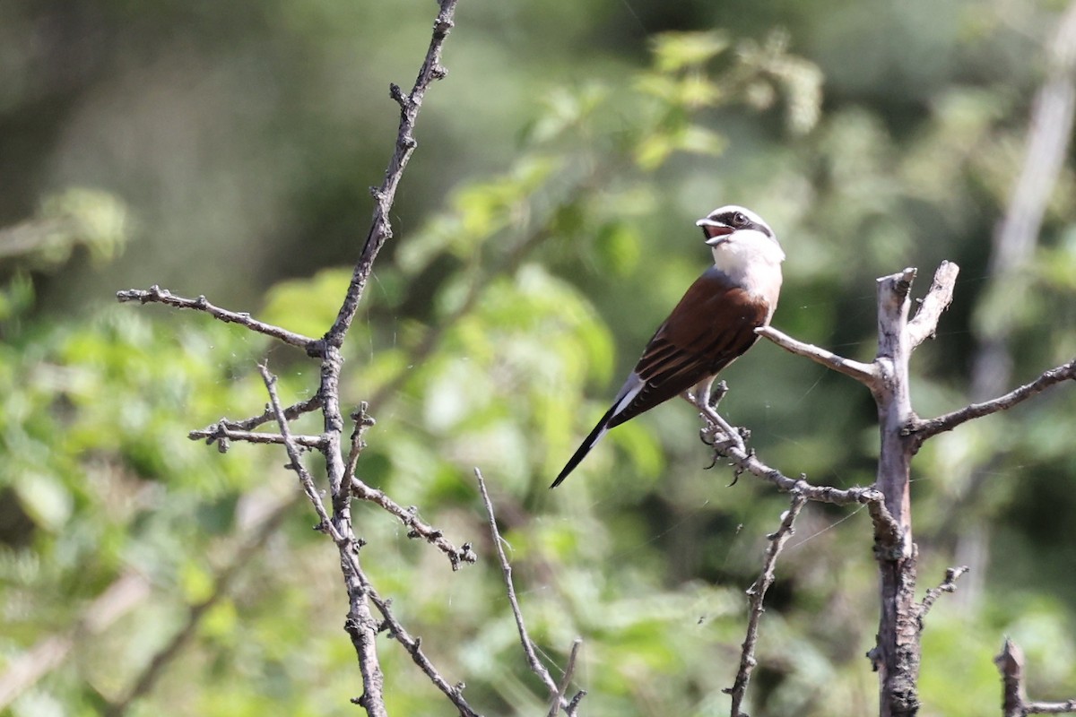 Red-backed Shrike - ML620335272