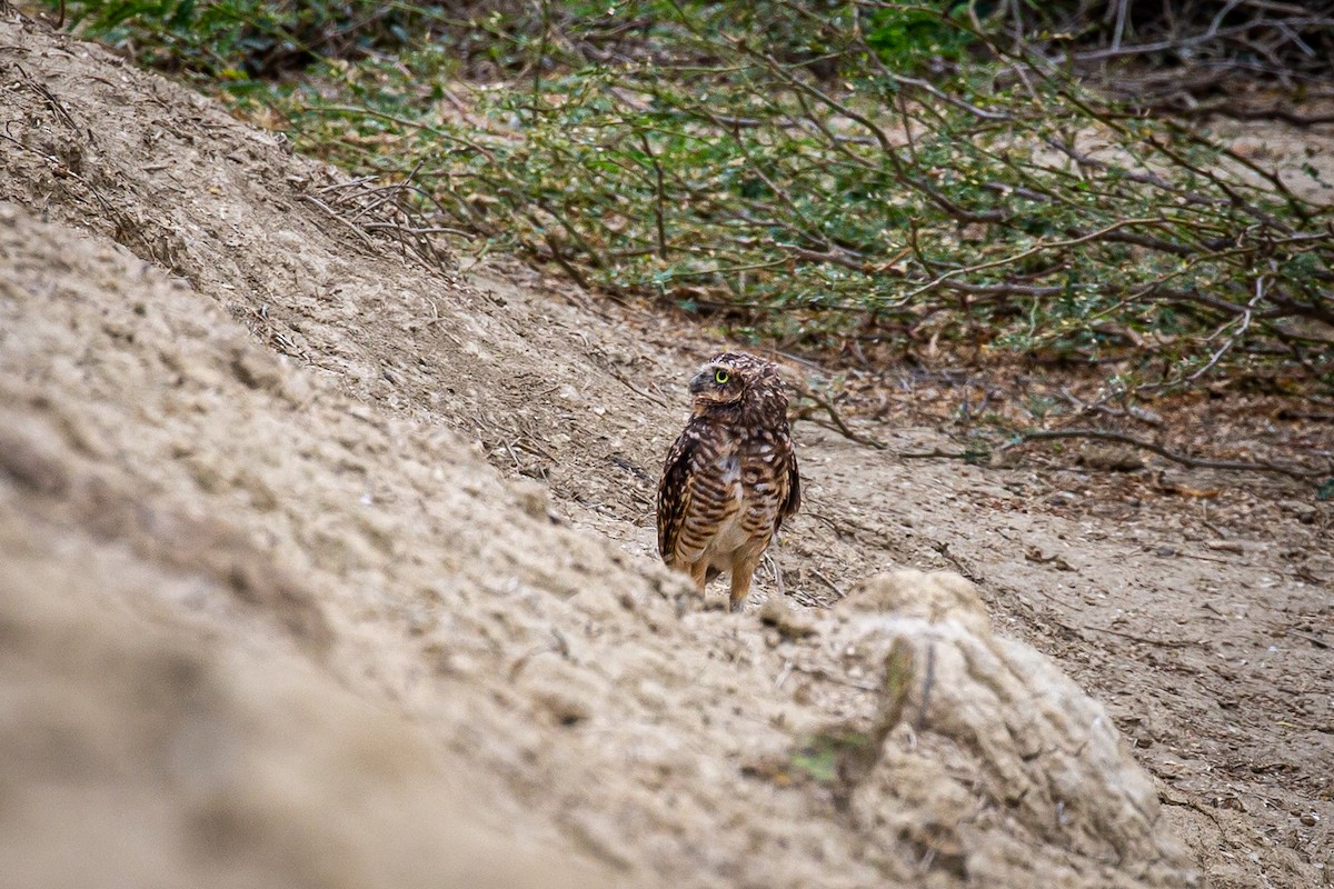 Burrowing Owl - ML620335287