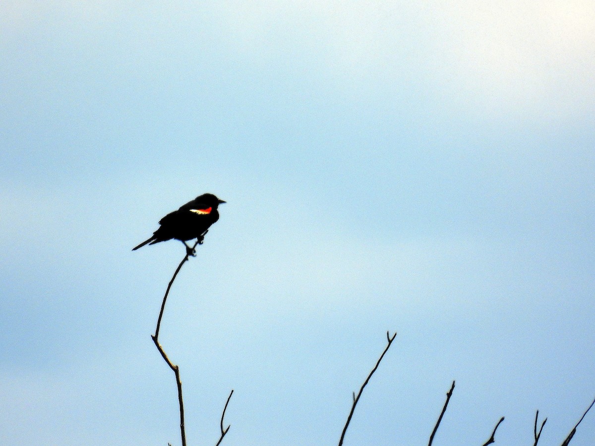 Red-winged Blackbird - ML620335293