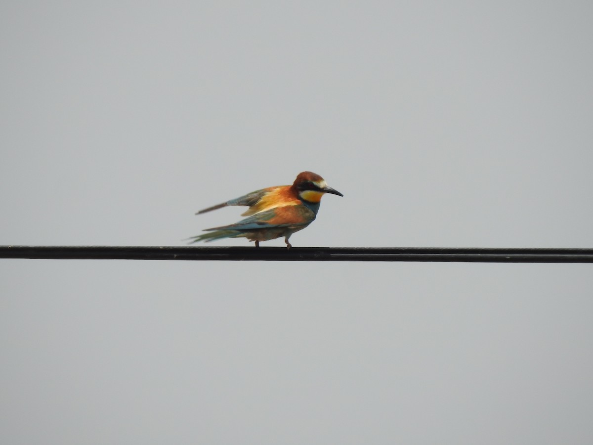 European Bee-eater - ML620335306