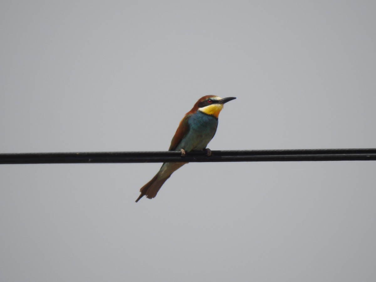 European Bee-eater - ML620335307