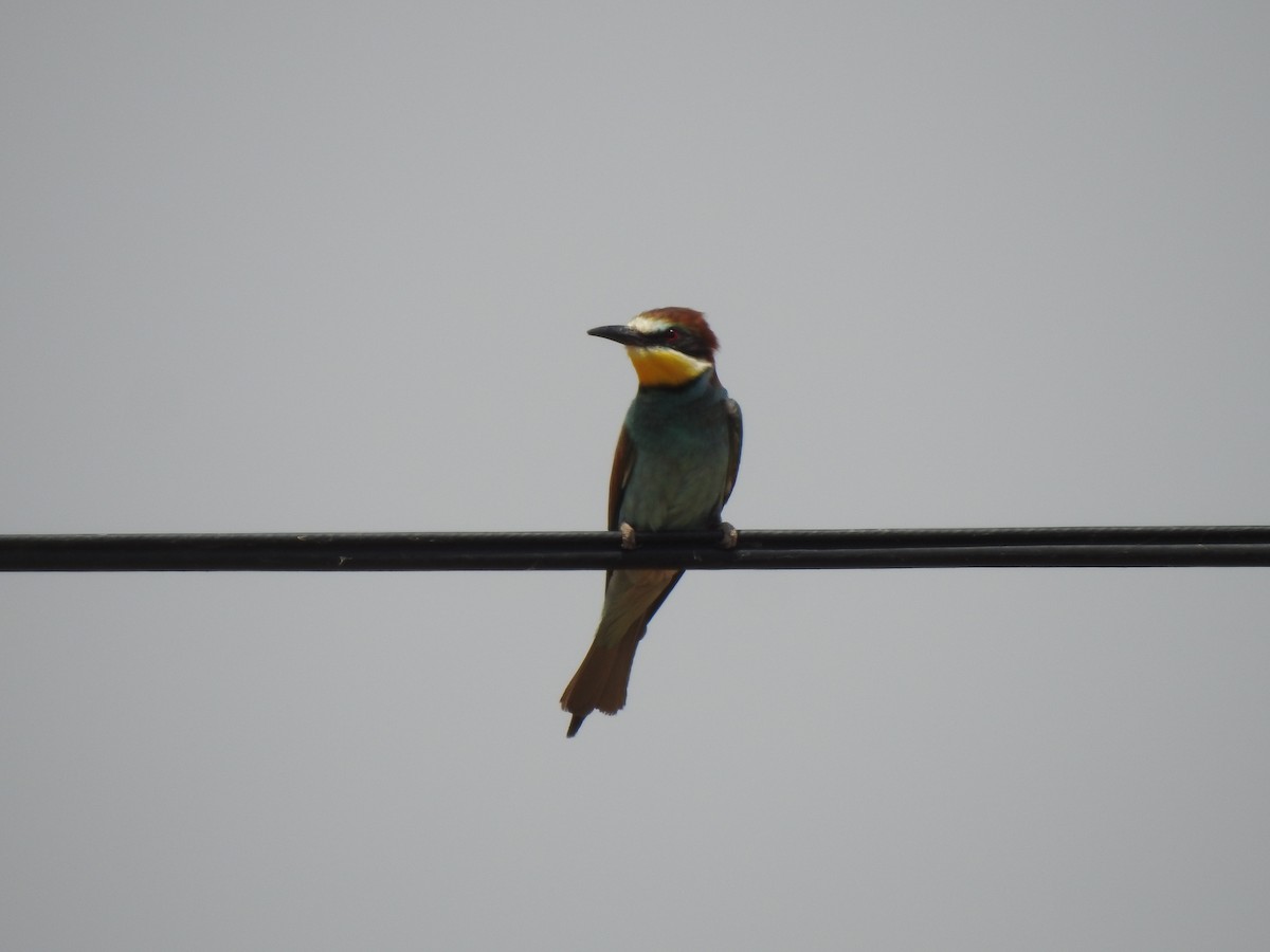 European Bee-eater - ML620335308