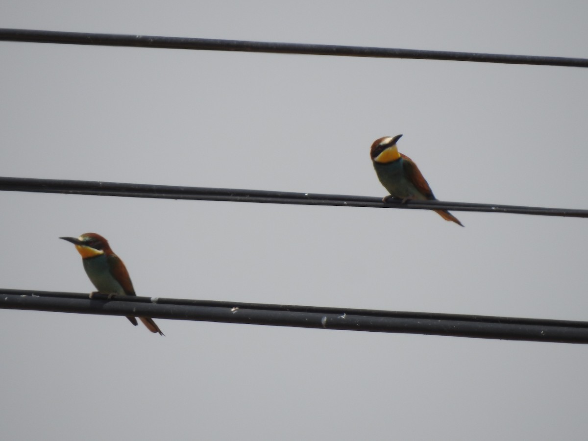 European Bee-eater - ML620335309