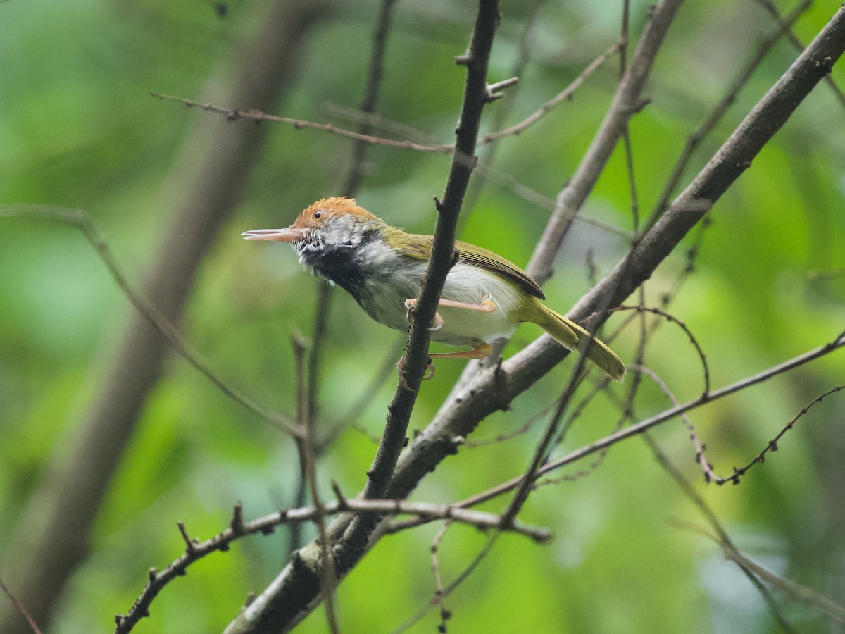Dark-necked Tailorbird - ML620335313