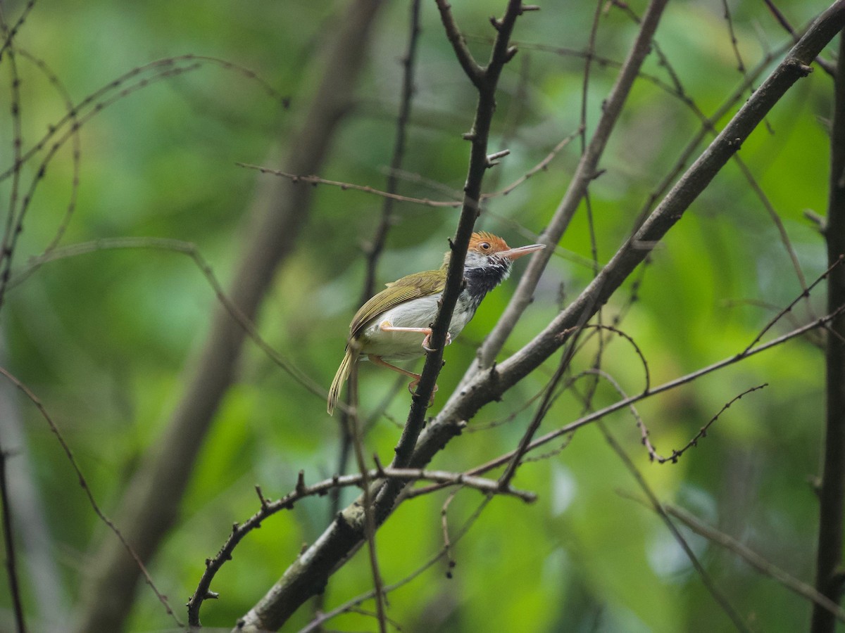 Dark-necked Tailorbird - ML620335315