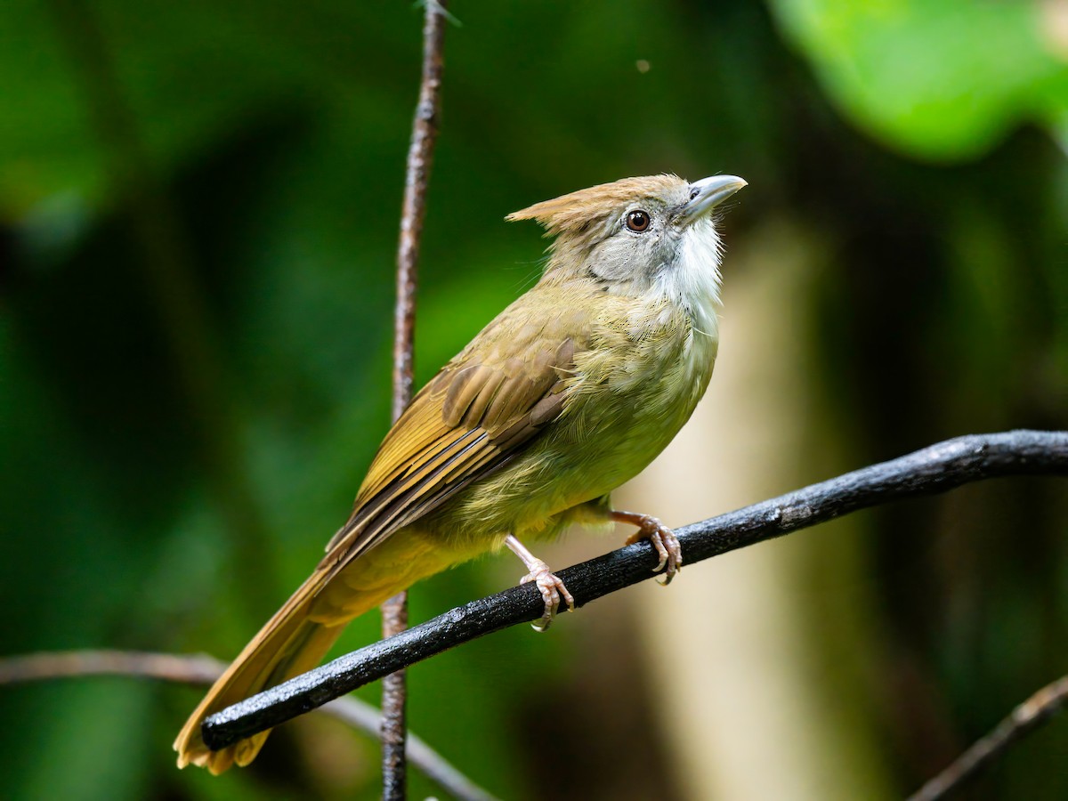 Puff-throated Bulbul - ML620335318