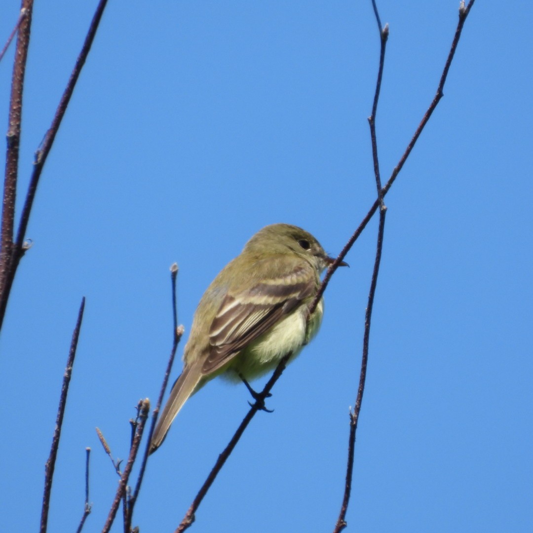 Moucherolle à ventre jaune - ML620335320