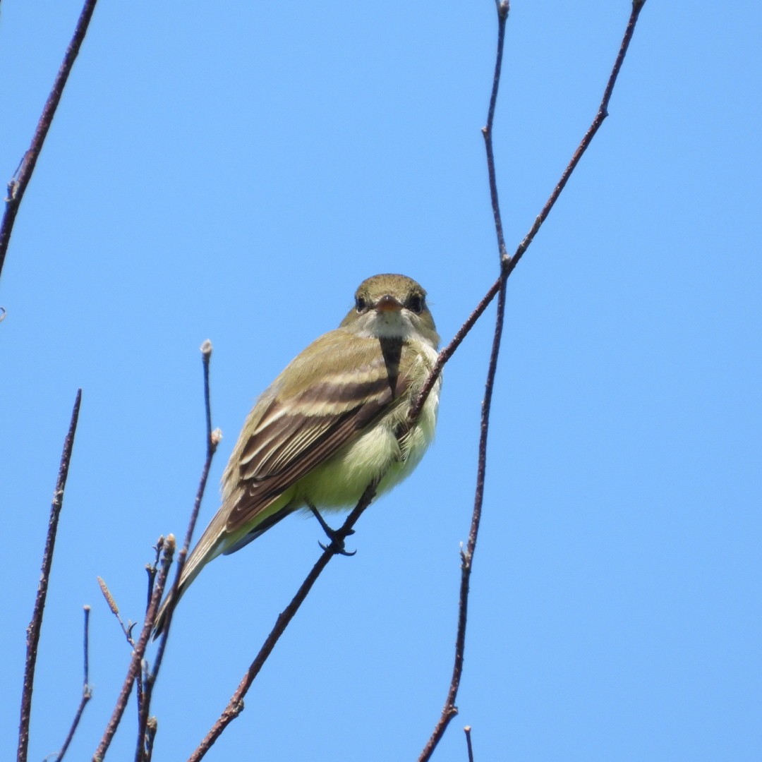 Moucherolle à ventre jaune - ML620335321