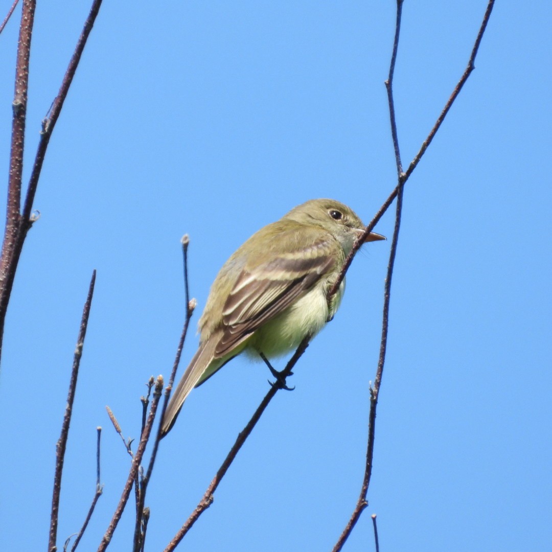 Moucherolle à ventre jaune - ML620335322