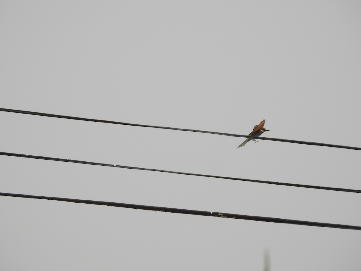 European Bee-eater - ML620335330
