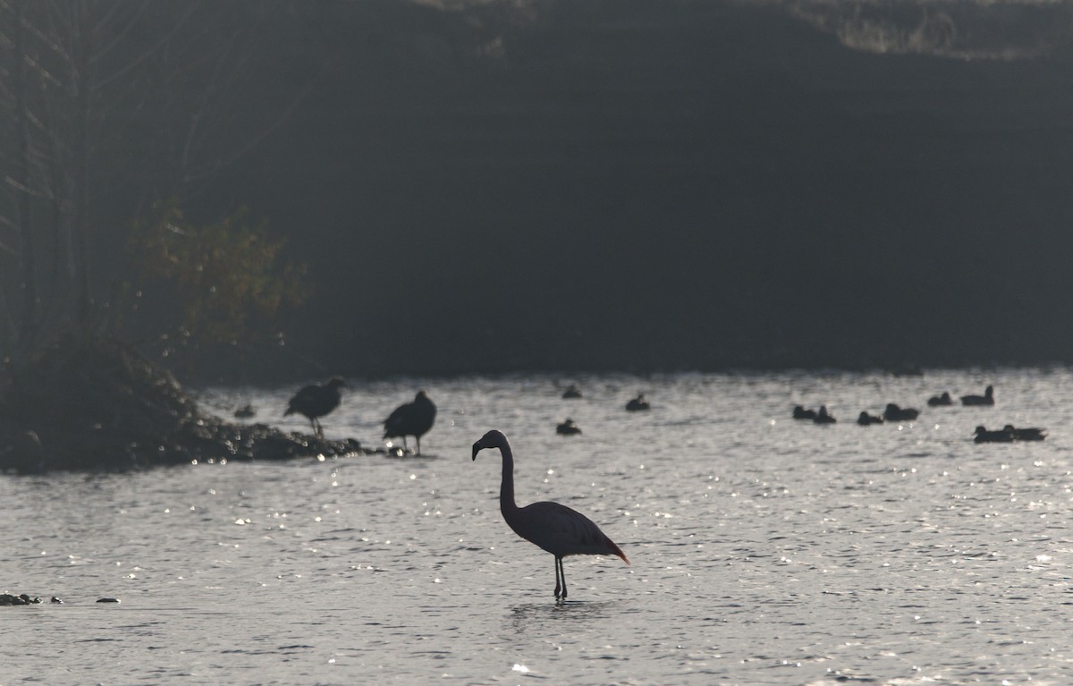 Chilean Flamingo - ML620335332
