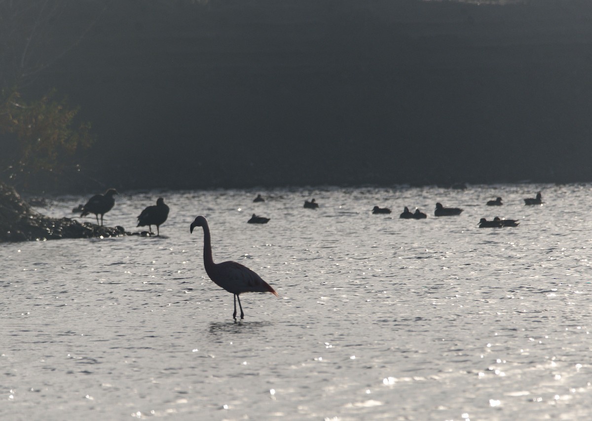 Chilean Flamingo - ML620335334