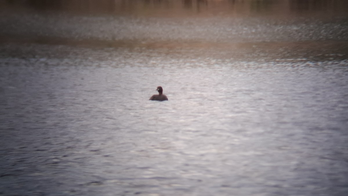 Little Grebe - ML620335335